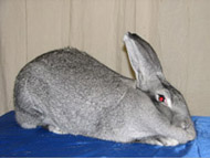 Chinchilla Rabbits for Sale