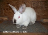 9HM Californian Buck for Sale