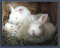 New Zealand Rabbits for Sale