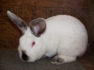 Rabbits For Sale in Texas